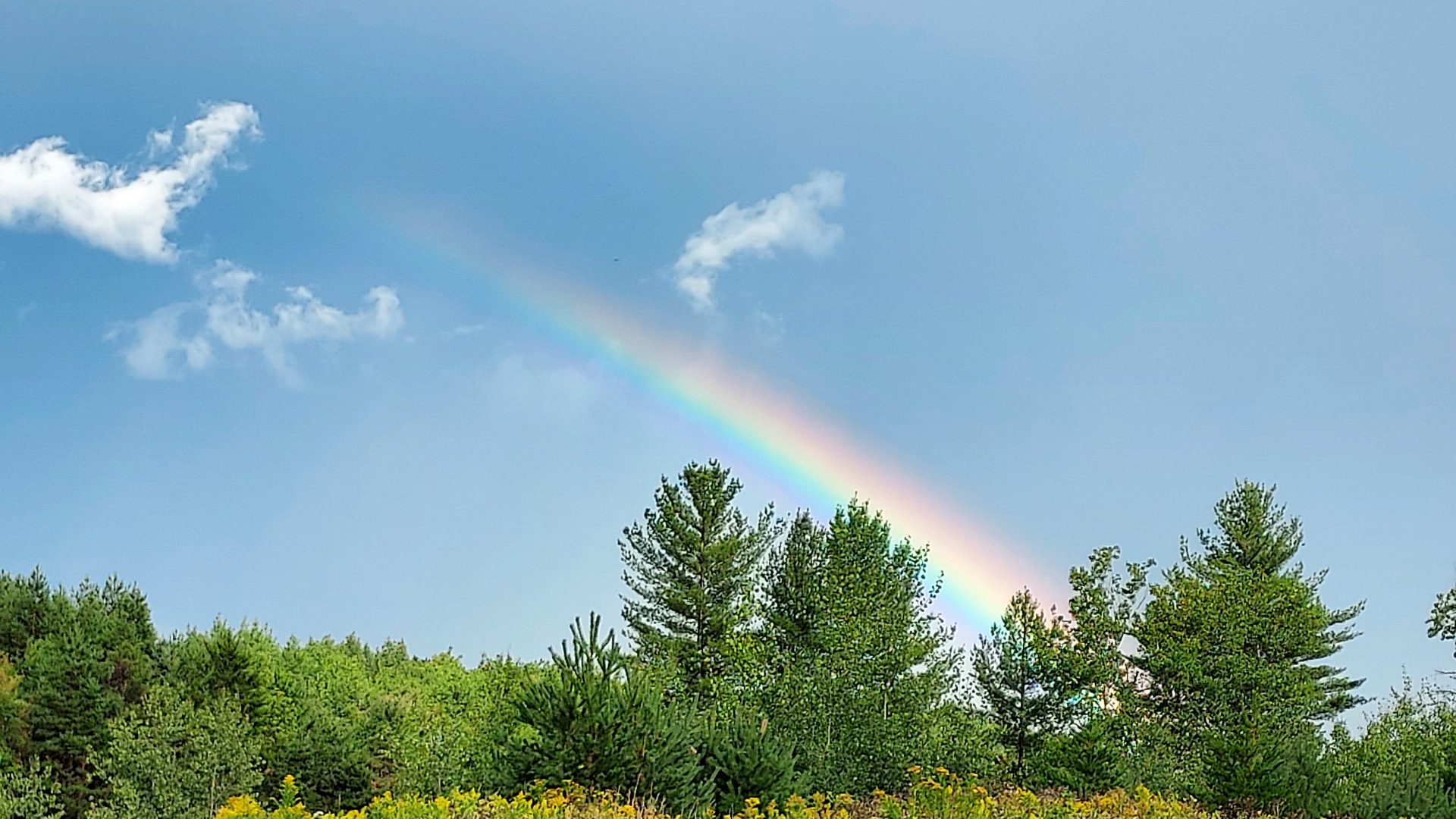 Rainbow over a wildflower meadow in Rhinelander